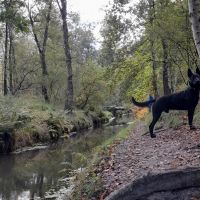Hondenoppas werk Oisterwijk: baasje van Rico