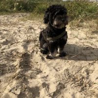 Hondenoppas werk Zwijndrecht: baasje van Charlie 