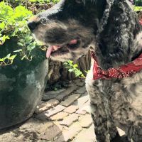 Hondenoppas werk Assen: baasje van Baloe