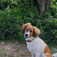Hondenoppas werk Amsterdam: baasje van Chewie