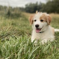 Hondenoppas werk Rotterdam: baasje van Zaya