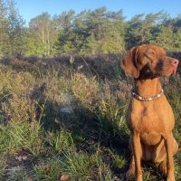 Hondenoppas werk Bussum: baasje van Bo