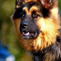 Hondenopvang Leidschendam: Renate 