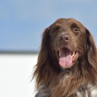 Hondenoppas werk Bussum: baasje van Jip 