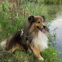 Hondenoppas werk Nieuwegein: baasje van Rico 