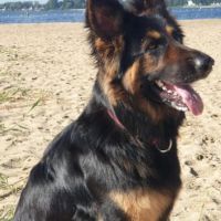 Hondenoppas werk Amstelveen: baasje van Nova