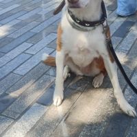 Hondenoppas werk Leeuwarden: baasje van Evita