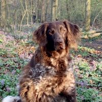 Hondenoppas werk Den Haag: baasje van Sammy