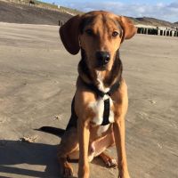 Hondenoppas werk Arnhem: baasje van Kobi