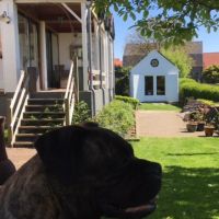 Hondenoppas Alphen (Gelderland): Linda