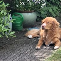 Hondenoppas werk Deventer: baasje van Cooper