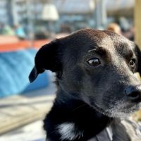 Hondenoppas werk Harderwijk: baasje van Ollie, Mike