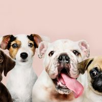 Hondenoppas Montfort: Hondencentrum Dogs House  Peggy Biermans-Housmans
