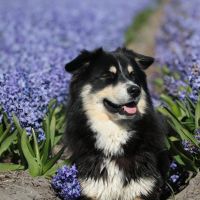 Hondenoppas werk Hoofddorp: baasje van Loki