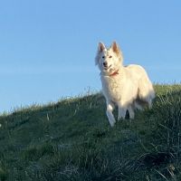 Hondenoppas werk Zevenhuizen (Zuidplas): baasje van Monty