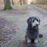 Hondenoppas Oegstgeest: Desiree