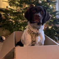 Hondenoppas werk Den Haag: baasje van Belle 