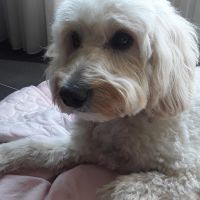 Hondenoppas werk Tilburg: baasje van Sammy