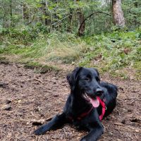 Hondenoppas werk Zeist: baasje van Moos