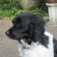 Hondenoppas Zeist: Dunya