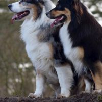 Hondenoppas werk Wervershoof: baasje van Rocco en Thiska