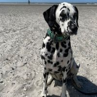 Hondenoppas werk Maastricht: baasje van Sophie