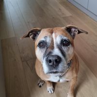 Hondenoppas werk Nijmegen: baasje van Iris