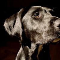 Hondenoppas werk Breda: baasje van Izzy