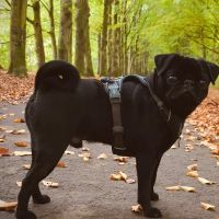 Hondenoppas werk Den Haag: baasje van Pogo