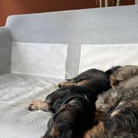 Hondenoppas werk Sittard: baasje van Puk en Fred