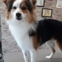 Hondenoppas werk Sint Willebrord: baasje van Toby