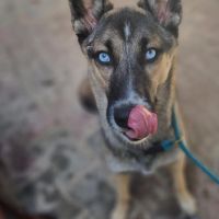 Hondenoppas werk Almelo: baasje van Luna