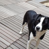 Hondenoppas werk Leeuwarden: baasje van Keira 