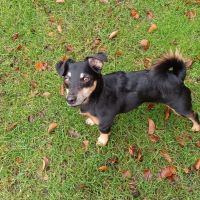 Hondenoppas Onstwedde: Miranda