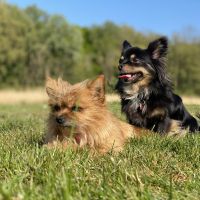 Hondenoppas werk Arnhem: baasje van Muis & Poes
