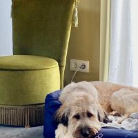 Hondenoppas werk Amstelveen: baasje van Teddy