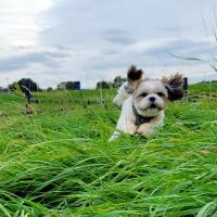 Hondenoppas werk Zwolle: baasje van Toby