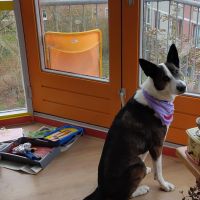 Hondenoppas werk Capelle aan den IJssel: baasje van Nemo