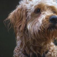 Hondenoppas werk Haarlem: baasje van Ollie