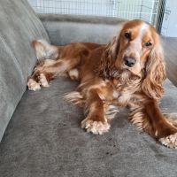 Hondenoppas werk Spijkenisse: baasje van Dazzle