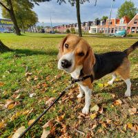 Hondenoppas werk Groningen: baasje van James