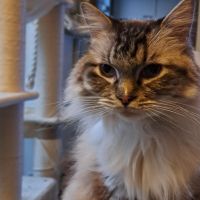 Hondenuitlaatservice Maastricht: Mellanie