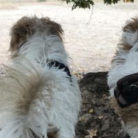 Hondenoppas Ermelo: Joke Veltman 