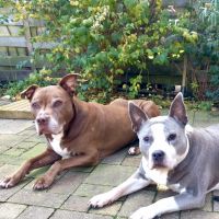 Hondenoppas werk Den Haag: baasje van Joya en Rey