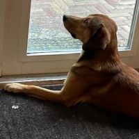 Hondenoppas werk Breda: baasje van Bobbie