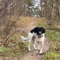 Hondenoppas werk Houten: baasje van Freya