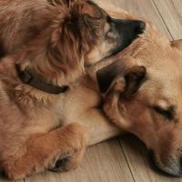 Hondenoppas werk Sint-Oedenrode: baasje van Kyra en Saartje