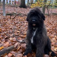 Hondenoppas werk Prinsenbeek: baasje van Boefie
