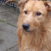 Hondenoppas werk Hoogvliet: baasje van Zetta