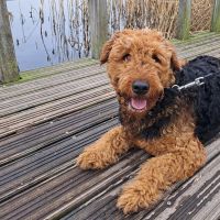 Hondenoppas werk Capelle aan den IJssel: baasje van Lizzy